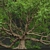 Angel Oak Live Tree Model 3D model small image 2