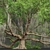 Angel Oak Live Tree Model 3D model small image 3