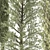 Outdoor Pine Tree Trio 3D model small image 5