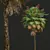 Paurotis Palm 3D Model Pack 3D model small image 2