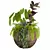  2013 Outdoor Plants Set display 3D model small image 1