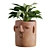 Exotic Facepot Plants Set with Stand 3D model small image 3