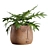 Exotic Facepot Plants Set with Stand 3D model small image 4