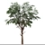 Sophora Japonica Tree Set 3D model small image 1