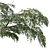 Sophora Japonica Tree Set 3D model small image 3