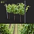 Cultivated Grape Vitis Vinifera Set 3D model small image 1