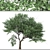 Chinese Catalpa Ovata Tree Duo 3D model small image 2