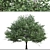 Chinese Catalpa Ovata Tree Duo 3D model small image 3