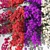 Bougainvillea Decorative Shrubs Kit 3D model small image 2