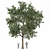  Detailed Speed Tree Vray Corona 3D model small image 1