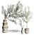 Vintage Olive Tree in Earthenware Vase 3D model small image 1