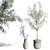 Vintage Olive Tree in Earthenware Vase 3D model small image 3