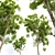 Detailed Cinnamomum Camphora Tree 3D model small image 3