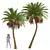 Silver Date Palm Phoenix Sylvestris 3D model small image 1