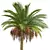 Silver Date Palm Phoenix Sylvestris 3D model small image 2