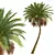 Silver Date Palm Phoenix Sylvestris 3D model small image 3