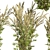 High-quality Common Mugwort 3D Model 3D model small image 3