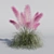 Pink Muhly Grass 3D Model 3D model small image 5