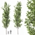 Detailed Populus Alba Trees Model 3D model small image 1