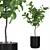 Exquisite Ficus Lyrata Plant Collection 3D model small image 1