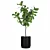 Exquisite Ficus Lyrata Plant Collection 3D model small image 3