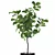 Exquisite Ficus Lyrata Plant Collection 3D model small image 6