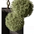 Boxed Outdoor Topiary Plant 3D model small image 3