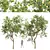 Gourmet Malus Pumila Apple Tree 3D model small image 1