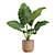 Exotic Indoor Plants Pack 26 3D model small image 4