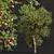 Pomegranate Plant 3D Models Set 3D model small image 2