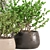 3D Indoor Plants Collection 485 3D model small image 4