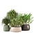 3D Indoor Plants Collection 485 3D model small image 6