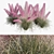 Pink Muhly Grass 3D Model 3D model small image 7