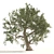 Mediterranean Olive Trees 3D Model 3D model small image 4