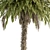 Tropical Palm Tree Set 92 3D model small image 3