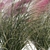 Pink Muhly Grass 3D Model 3D model small image 7