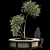 Modern Outdoor Plant Set 3D 3D model small image 2