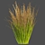 Outdoor Switchgrass Northwind 3D Model 3D model small image 4