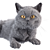 Sleek Gray Cat 4K Texture 3D model small image 2