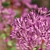 Joe Pye Weed Plants Set 3D model small image 4