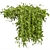  Bush Ivy Outdoor Plant 3D model small image 2