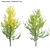 Versatile Ginkgo Biloba 3D Model 3D model small image 1