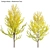 Versatile Ginkgo Tree 3D Models 3D model small image 1