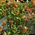 Rangoon Creeper Honeysuckle Vine 3D model small image 2