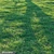 High-Quality Bermuda Grass Package 3D model small image 4