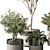 Corona Indoor Plant Set 439 3D model small image 2