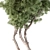 Evergreen Foliage - Collection 112 3D model small image 2