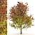 Autumn Mountain Maple Tree Model 3D model small image 1