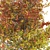 Autumn Mountain Maple Tree Model 3D model small image 2