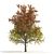 Autumn Mountain Maple Tree Model 3D model small image 3